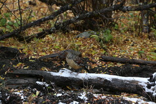 森林中倒伏带雪的枯木