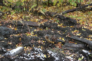 森林中烧焦的树木与落叶