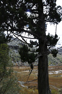 山林中的挺拔树木