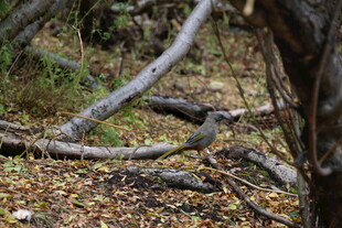 林间枯枝落叶景象
