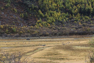 山间开阔田野景色
