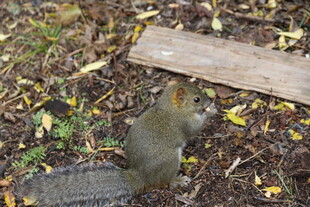 林间松鼠觅食瞬间