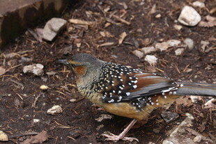 斑点小鸟于地面栖息
