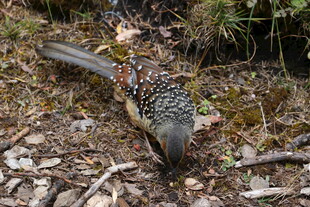 森林中觅食的多彩野鸡
