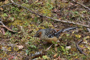 林间觅食的多彩小鸟