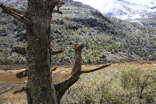 枯树挺立在山野风景中