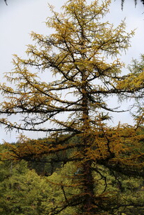 秋日金黄挺拔的针叶树