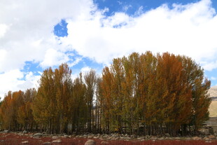 秋日树林斑斓美景