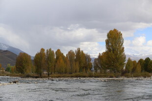 秋日河畔的多彩树林景观