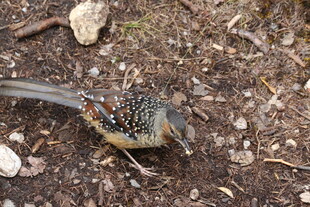 地面觅食的长尾小鸟