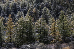 山林间的茂密松树林