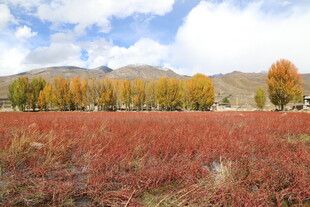 秋日红草地与多彩树林