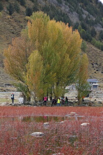 秋日红草地旁的多彩树林