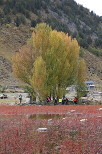 秋日红草地旁的葱郁树木