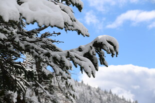 雪覆树枝的冬日山林美景
