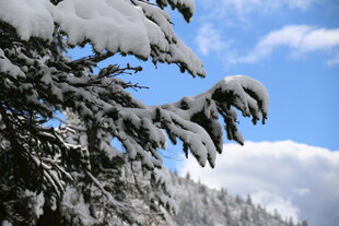 雪覆松枝映蓝天