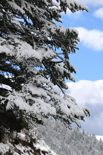 雪覆青松 蓝天相映美景