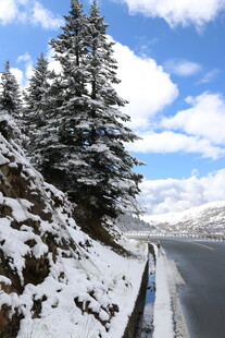 冬日雪山公路旁的雪松