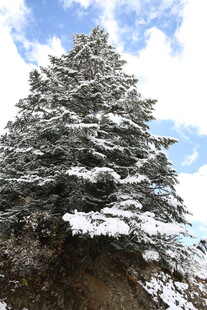 雪覆松树 蓝天为景