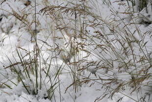 雪覆枯草