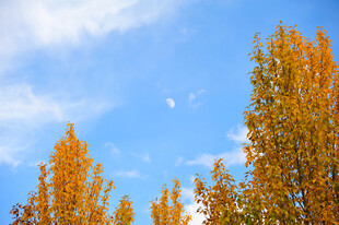 秋日蓝天之下的金黄树林