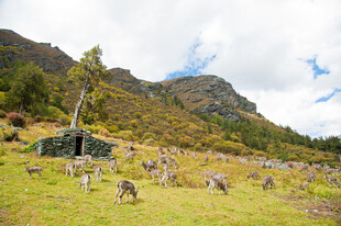 山间草地群猴嬉戏场景