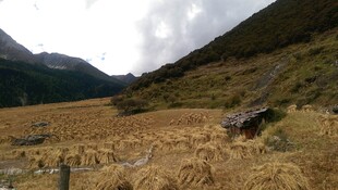 山间金黄田野风景图