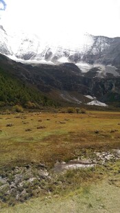 高山草甸壮丽自然景观