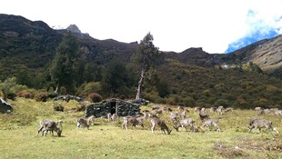 草原上的动物群