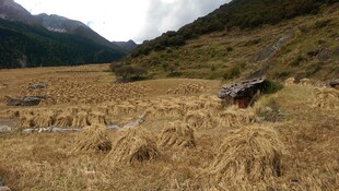 山间金黄草甸风景