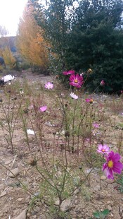 秋日草地绽放的多彩花朵