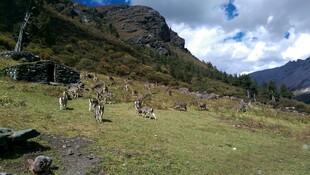 山间漫步的野生动物群