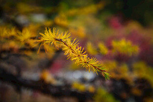 金黄枝叶的美丽植物景观