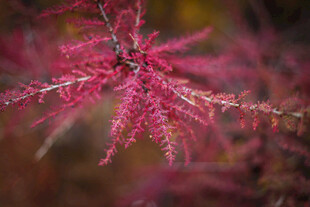 粉红绚烂的植物枝条