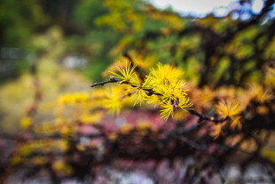 秋日枝头绚烂黄叶