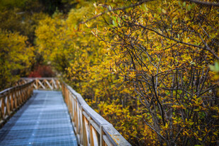 秋日林间木栈道美景