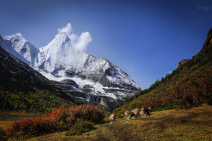 壮丽雪山下的多彩山林