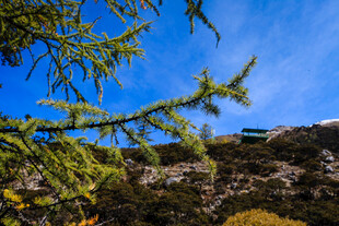 蓝天映衬下的翠绿松枝