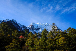 雪山下的葱郁森林