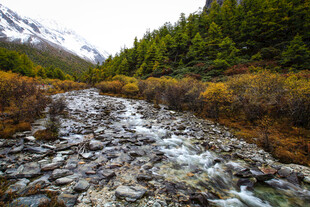 山间溪流穿林而过