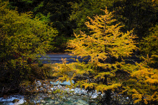 秋日溪边金黄树木美景