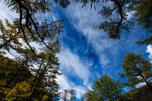 仰望蓝天与林间树梢