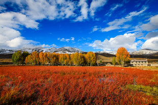 秋日红草地与多彩树林