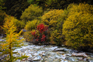 山间溪流旁的多彩植被
