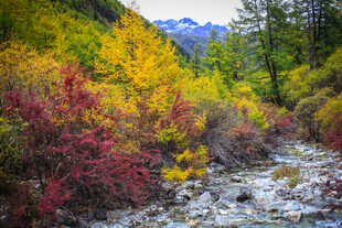 秋日山林溪流美景