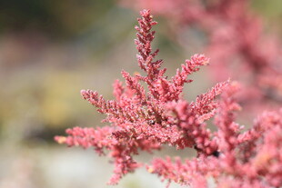 粉红细枝植物特写