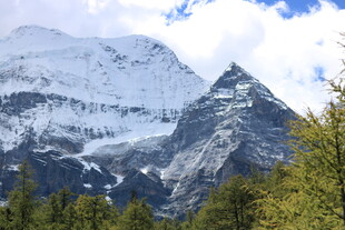 巍峨雪山与葱郁林木景观