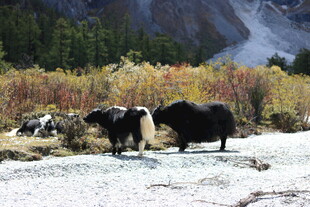 草原上的牦牛与壮丽风景