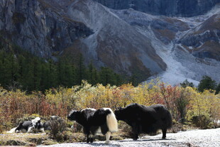 山间牦牛悠然觅食