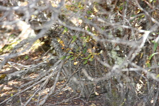 干枯杂乱的植物景象